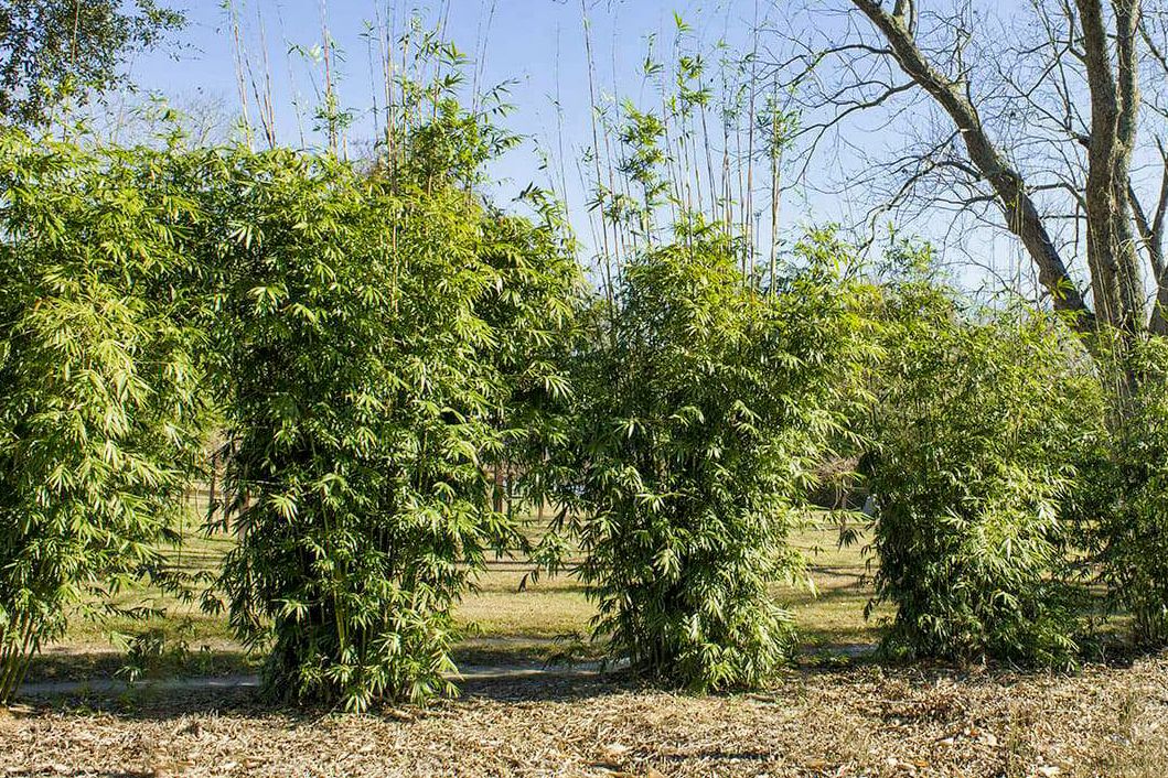 Tropical clumping bamboo