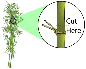 Where to cut when topping bamboo