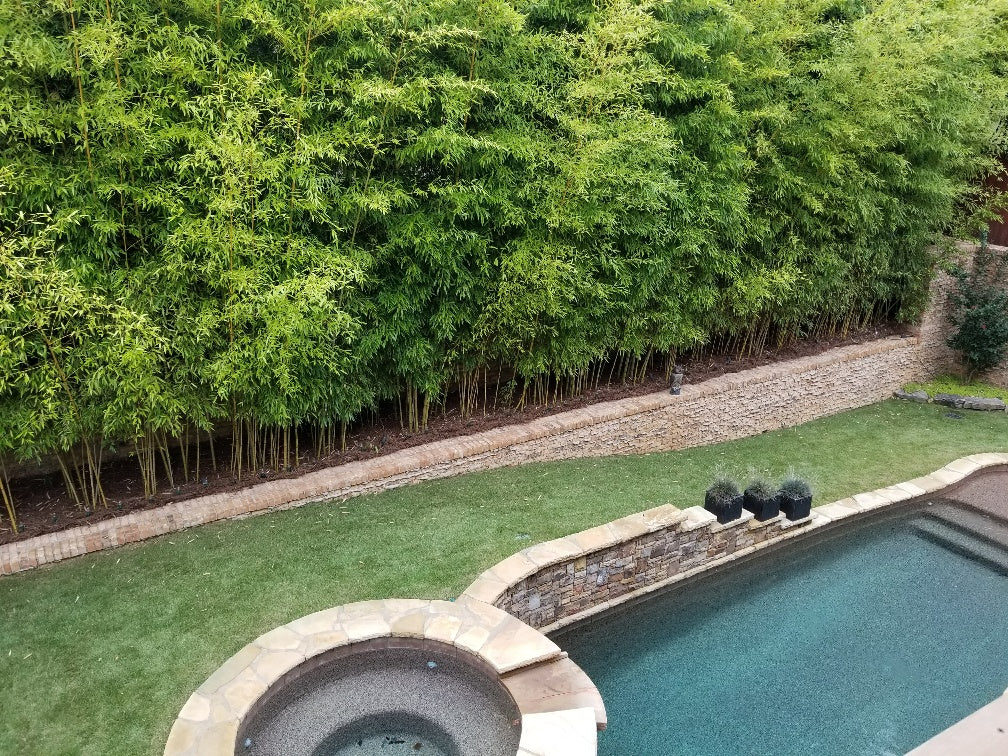 Temperate running bamboo