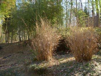 Frost-burned tropical clumping bamboo