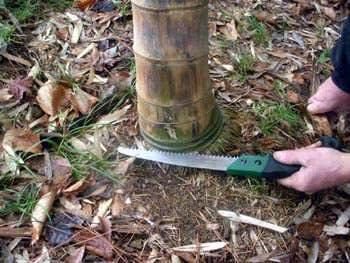 Cutting a bamboo cane at ground level