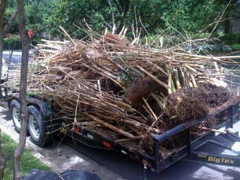 Clumping bamboo removed in zone 7