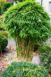 Topped giant bamboo trained into a lush form